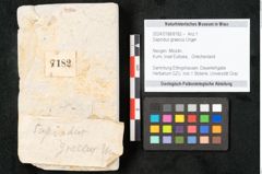 Foto (Objekt + Etikett) von Sapindus graecus Unger (NHMW-GEO-2024-0188-8182)
